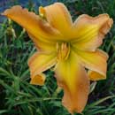 Cult of Personality Daylily